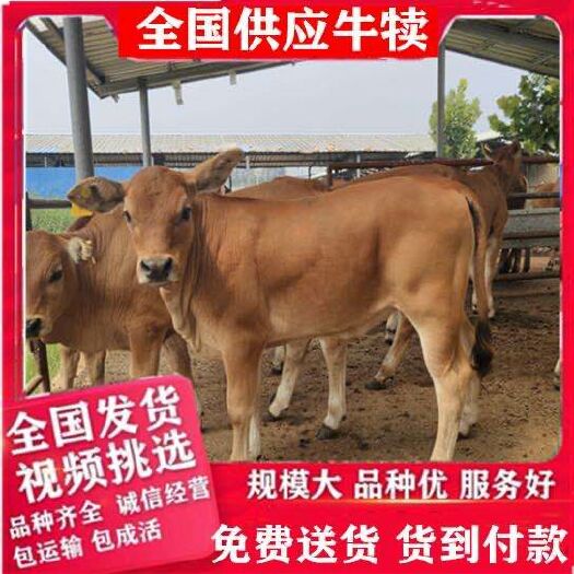 宁化县 改良牛犊  需要买牛犊的联系我