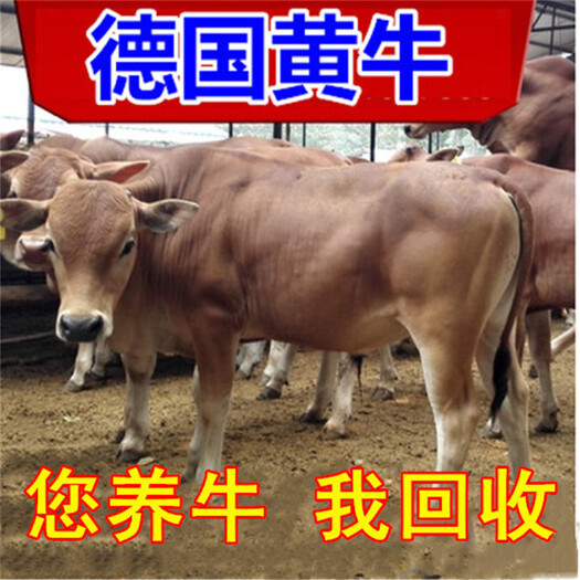 建瓯市 改良牛犊  需要买牛犊的联系我
