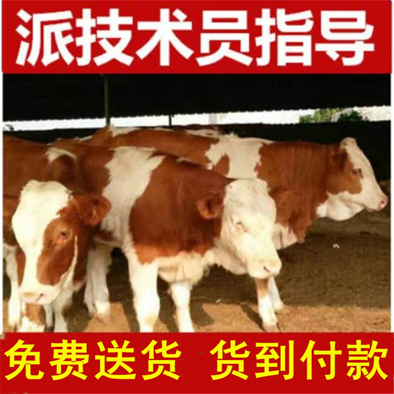  改良牛犊  需要买牛犊的联系我