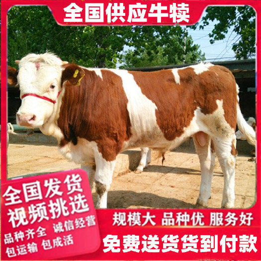安庆 改良牛犊  需要买牛犊的联系我
