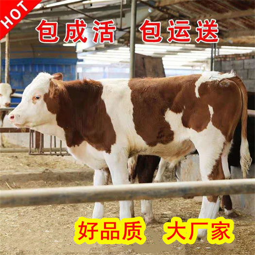 马鞍山 改良牛犊  需要买牛犊的联系我