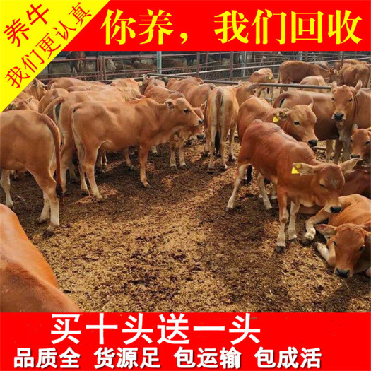 铜陵 改良牛犊  需要买牛犊的联系我