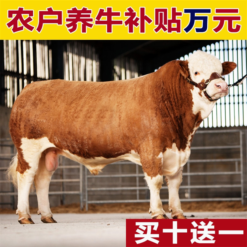  改良牛犊  需要买牛犊的联系我