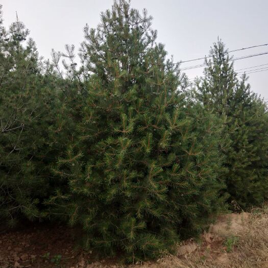 绛县山西白皮松 保证质量