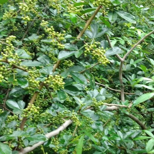 盐源县 花椒、藤椒