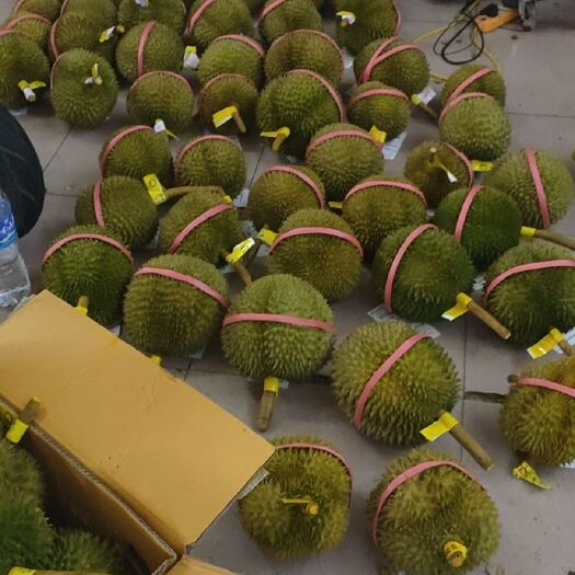 昆明 泰国榴莲工厂一手货源