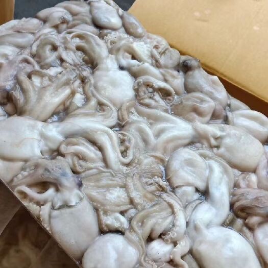 福州 泰国章鱼