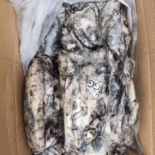 福州 西非墨鱼