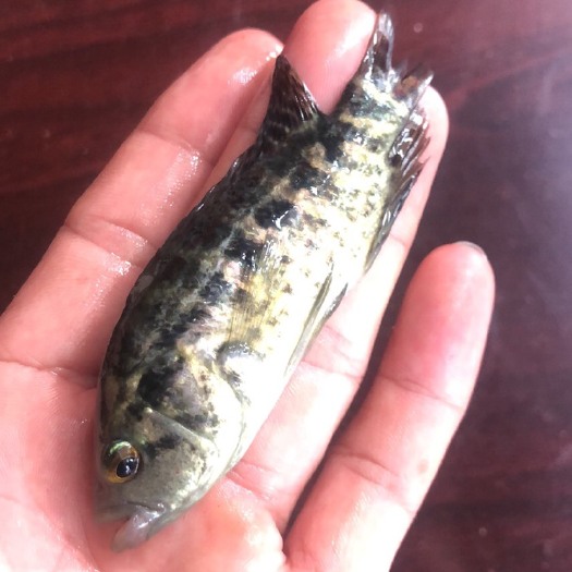 淡水石斑鱼苗 淡水石斑鱼