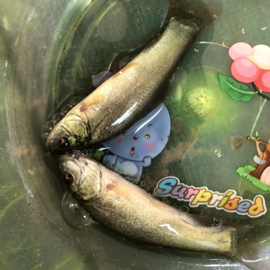 南宁 丁桂鱼苗，杂交丁桂鱼苗