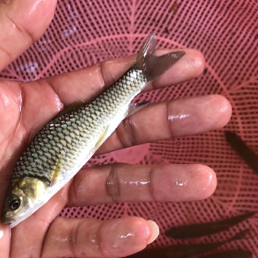  军鱼苗，康坚鱼苗，青竹鲩鱼苗