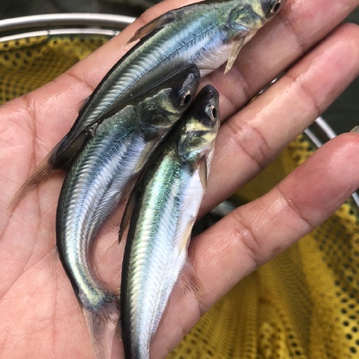 南宁 巴沙鱼，杂交快大淡水巴沙鱼苗