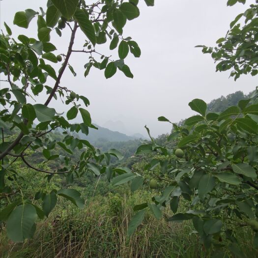 邢台 老树核桃/香玲核桃/左权绵核桃，鲜核桃/青皮