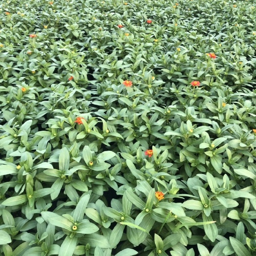 佛山百日草 大量现货泥碳土时花供应
