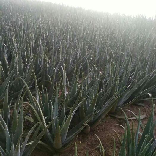 威海 库拉索芦荟