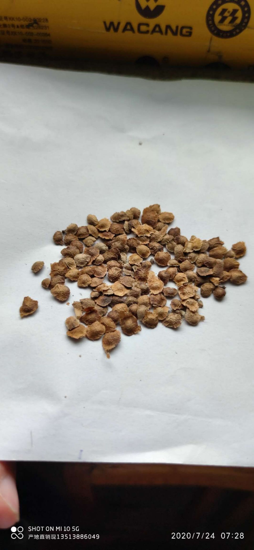 灵宝市臭椿种子  臭椿籽产地直销现货直供低价批发厂家产地直供现货直销低价批发