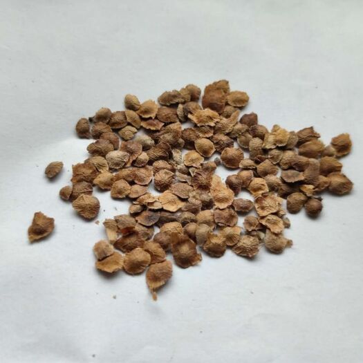 臭椿种子  臭椿籽产地直销现货直供低价批发厂家产地直供现货直销低价批发