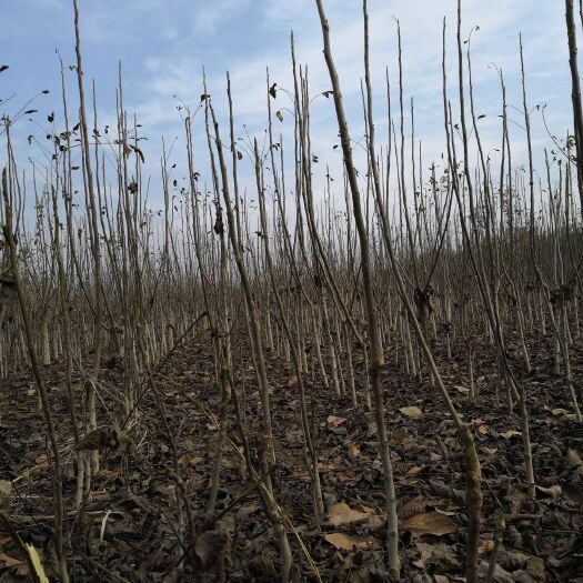 灵宝市薄皮核桃苗  核桃苗薄皮大果早实产地直销现货批发