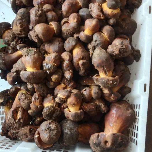景谷县 云南生态黑牛肝菌，口感给力，需要的可以联系了