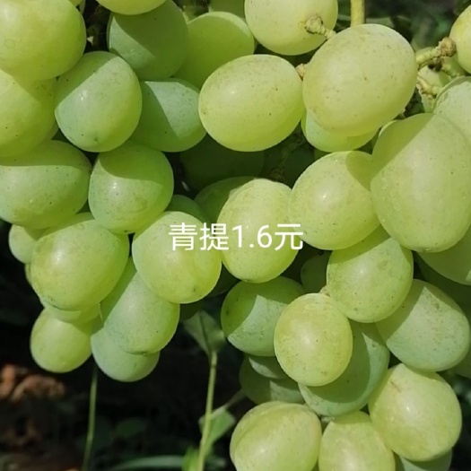 曲沃县 青提葡萄（维多利亚）