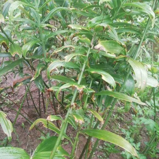 重庆市姜形黄精 大量出售老虎姜，量大从优