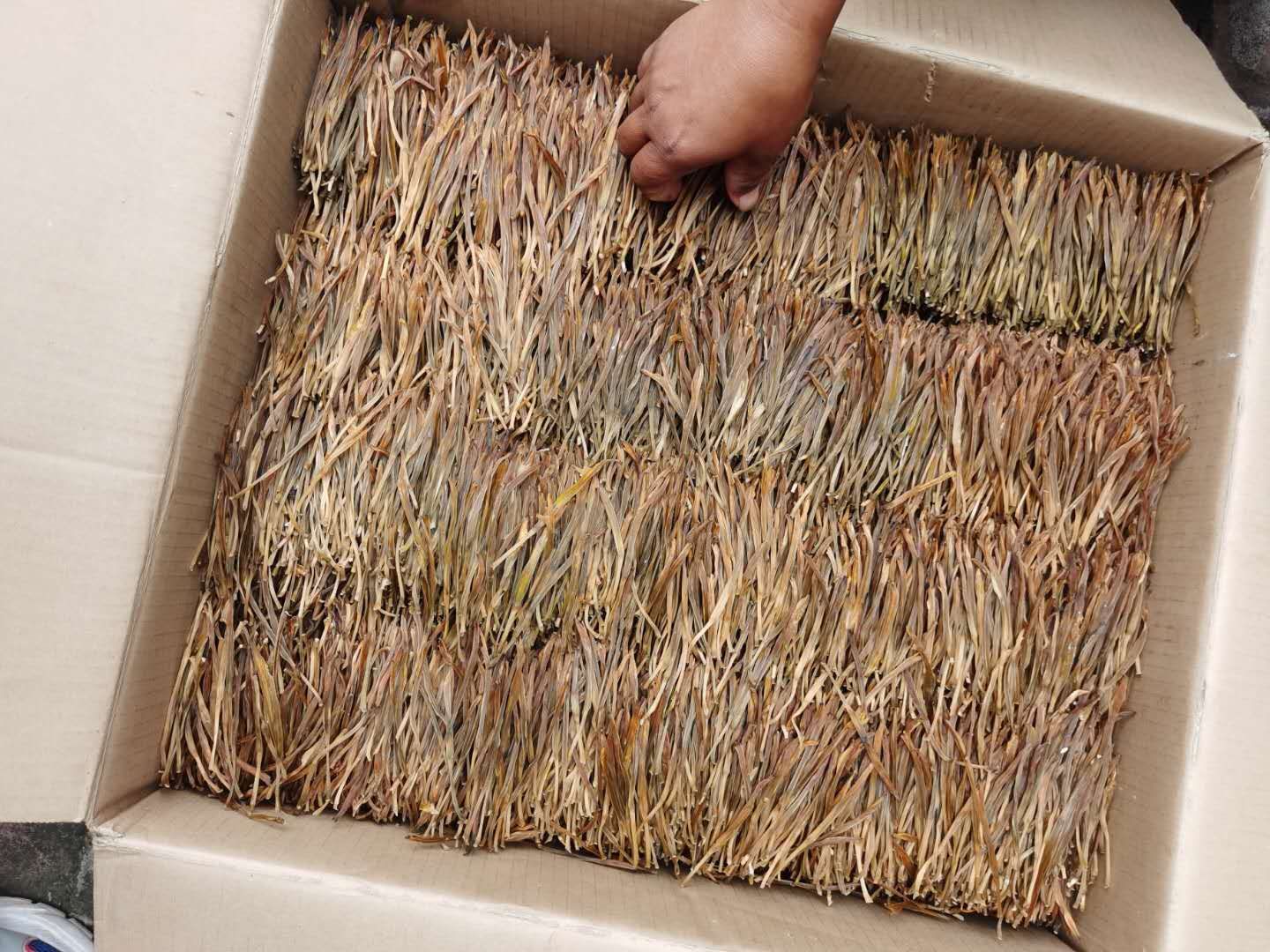 大荔黄花菜菜熟条菜