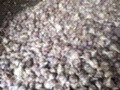 成都硬蒜苗 40cm以下