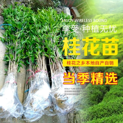 咸宁 桂花树苗盆栽金桂丹桂血桂四季桂庭院绿化苗木花卉四季常