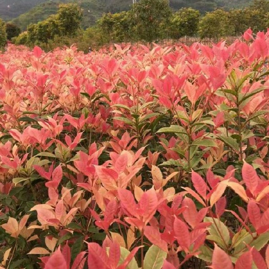 咸宁 基地直销新品种桂花八月桂五彩珍珠国色天香彩叶桂花树苗