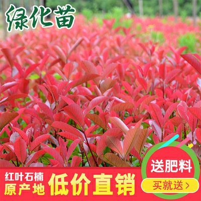 咸宁 红叶石楠树苗红罗宾四季常青庭院别墅彩叶绿化苗木篱笆苗景观树