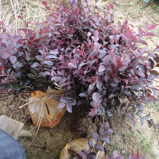 咸宁 黑珍珠红花继木，基地直销绿化苗木，各种色块苗