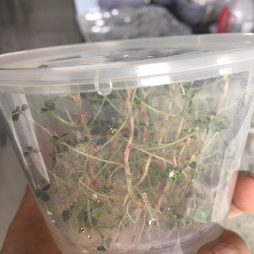 西安红花酢浆草 酢浆草苗