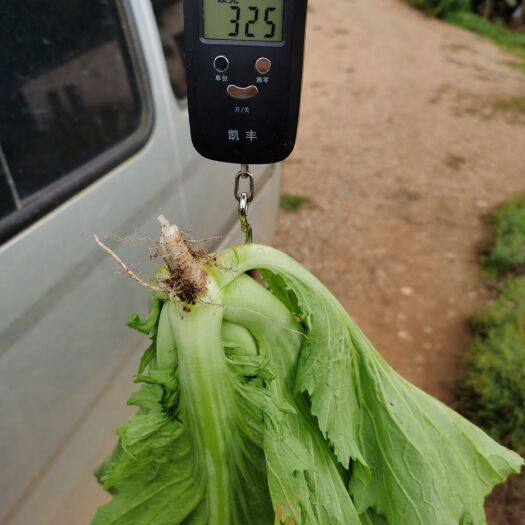 嵩明县包心芥菜  基地直供，常年有货