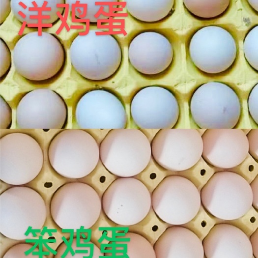 左权县青脚土鸡 3-4斤 母