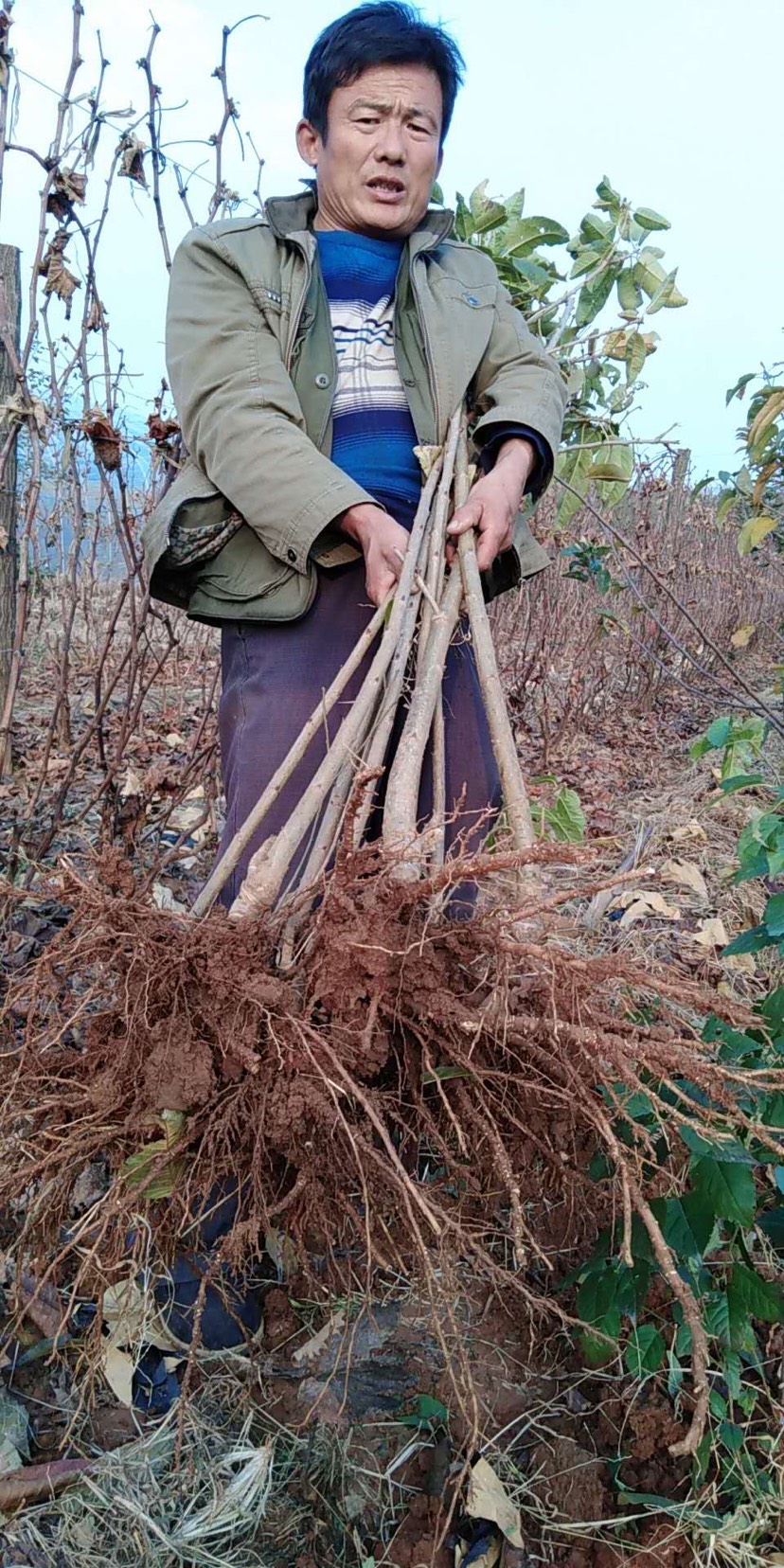 美早苗 车厘子樱桃树苗美早樱桃树苗嫁接苗出售