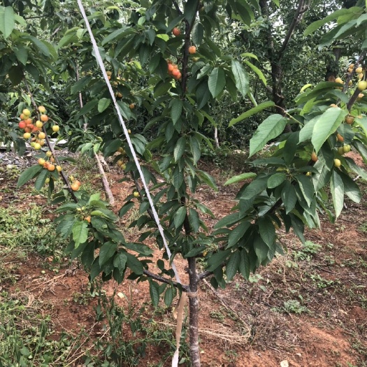 沂源县黄蜜樱桃苗  预售2-3公分大樱桃苗，识货的来