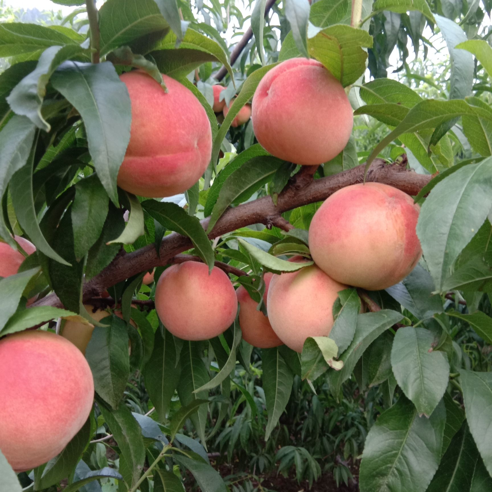 红梅毛桃 自家种的桃子,个大,味甜,颜色红润,又大又甜,想吃的约起来!