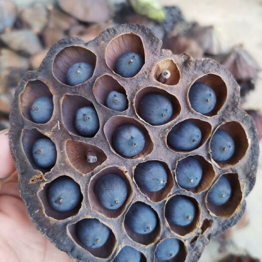 广昌县自己家种出来的铁莲子