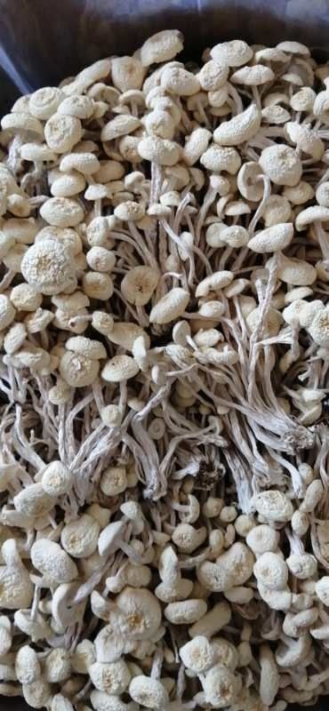 广昌县广昌4号茶树菇
