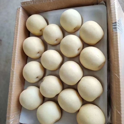 赵县河北皇冠梨，大量上市，代收，代存，备有冷库