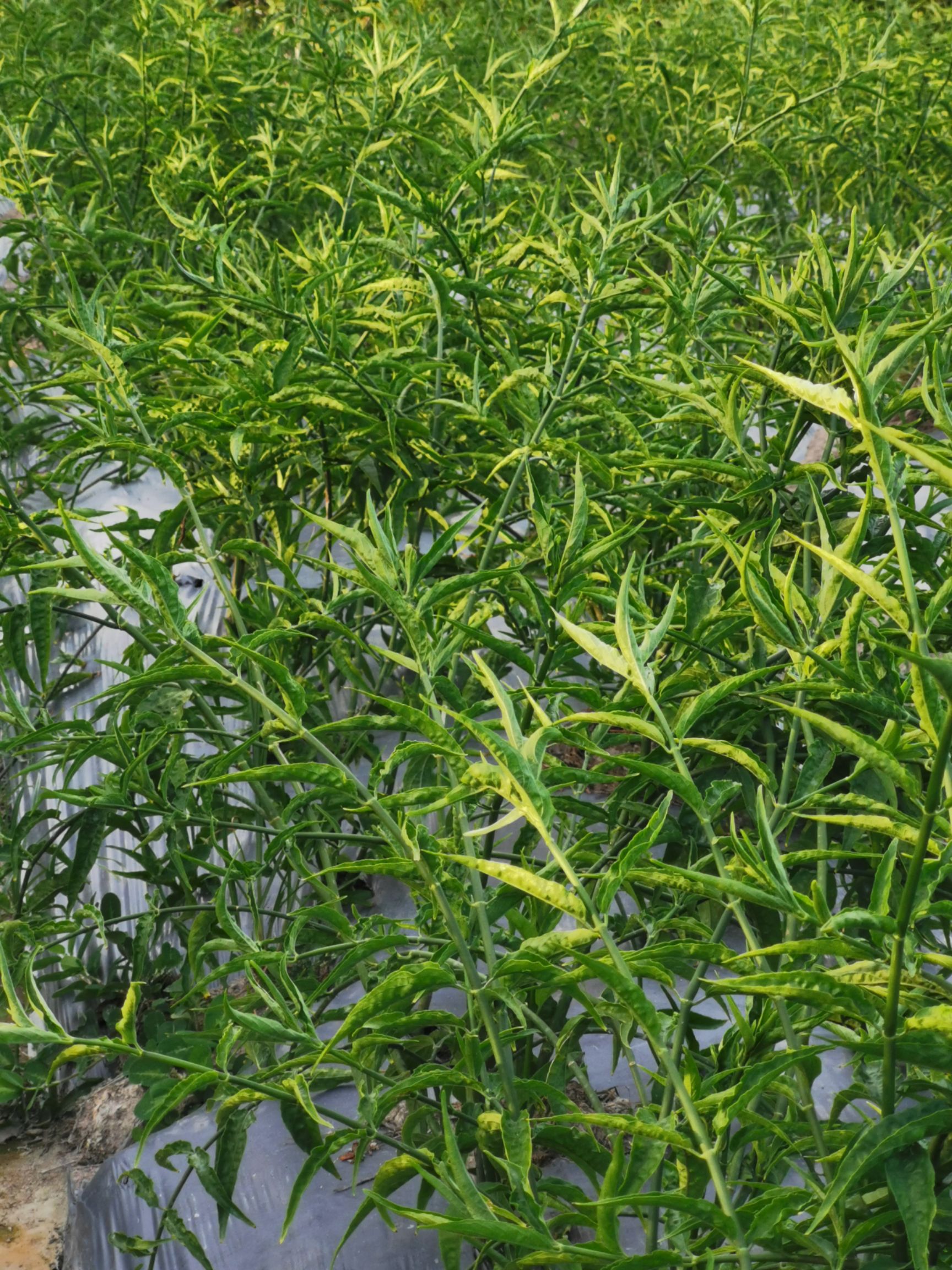 正宗憂遁草幹葉 黎王草幹葉 日曬幹(1斤)