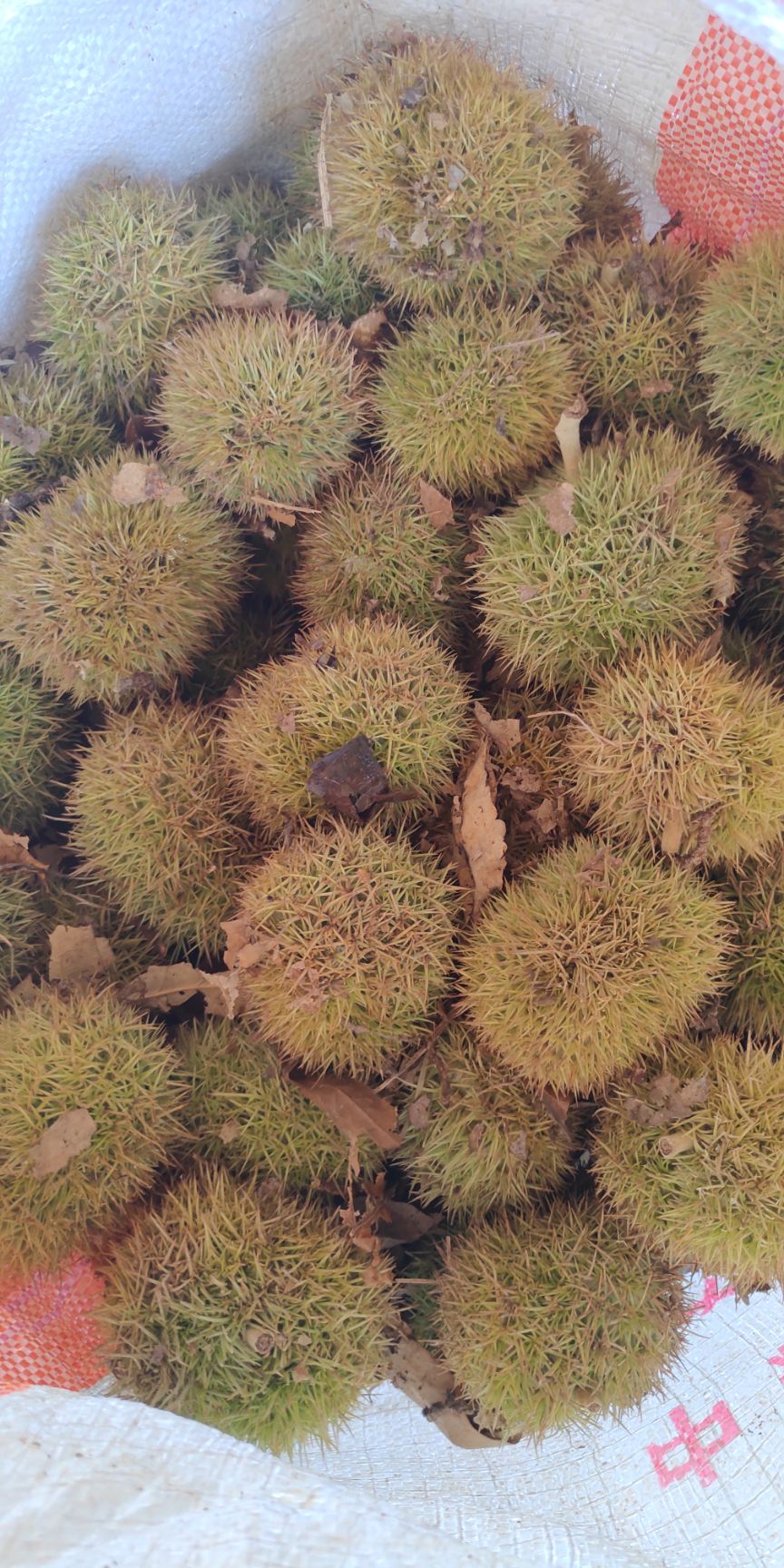 板栗球一手货源
