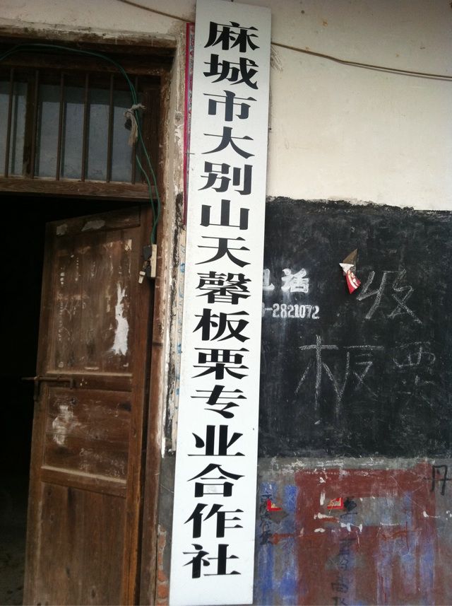 板栗球一手货源