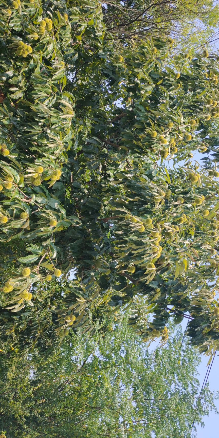 板栗球一手货源