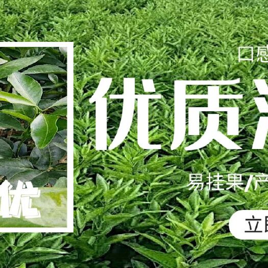 灵山县沃柑苗  不正包退，质量保证，包邮，24小时发货