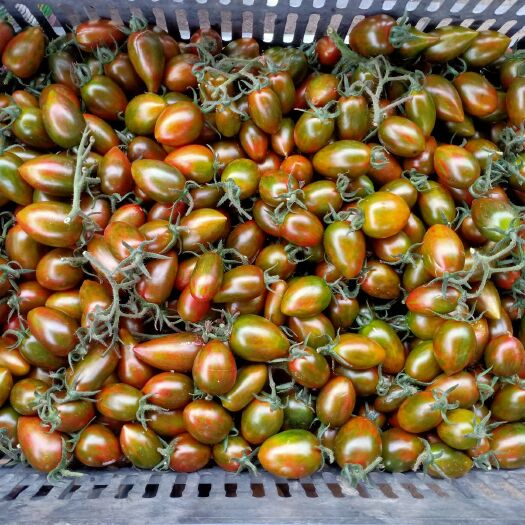巢湖 迷彩小番茄，夏日阳光小番茄，粉贝