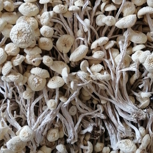 广昌县广昌5号茶树菇  广昌4号茶树菇  2023 广昌白色茶树菇