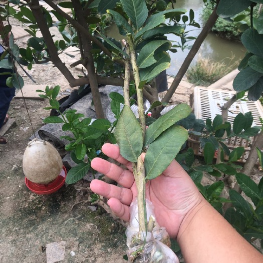 广州本地香水柠檬苗