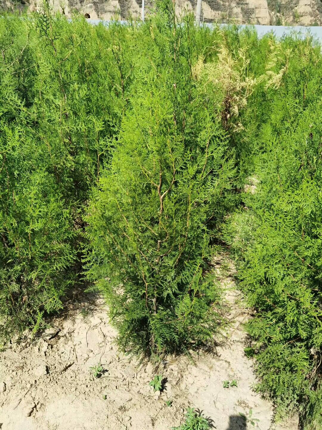 侧柏  精品，大量出售，基地供应，质量保障