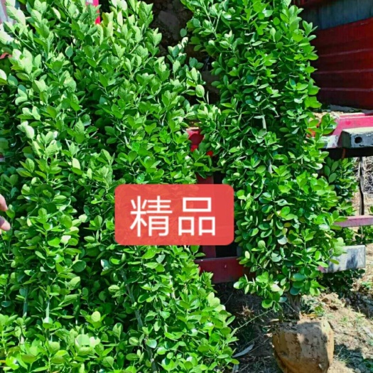 运城北海道冬青 精品树形，质量保障，树形优美欢迎选购
